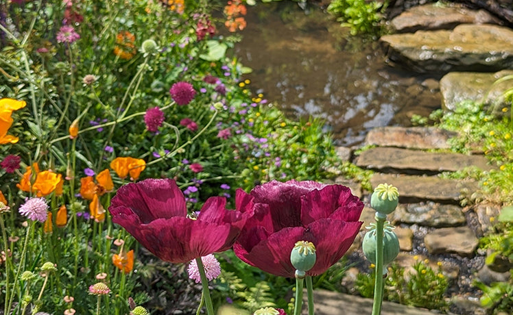 What we learned from the Flood Resilient Garden at RHS Chelsea