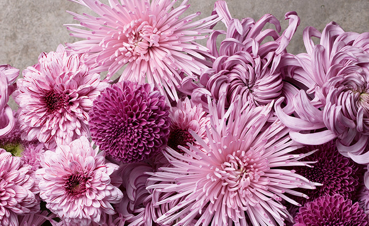 Glow up your November garden with Chrysanthemums – and a giveaway!