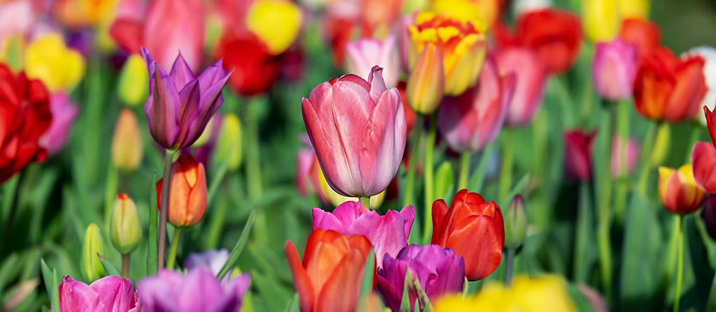 Tulips: time to enjoy these towering tokens of spring | Burgon & Ball ...