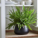 Sahara Sunset Metal Pot, Large, by Burgon & Ball