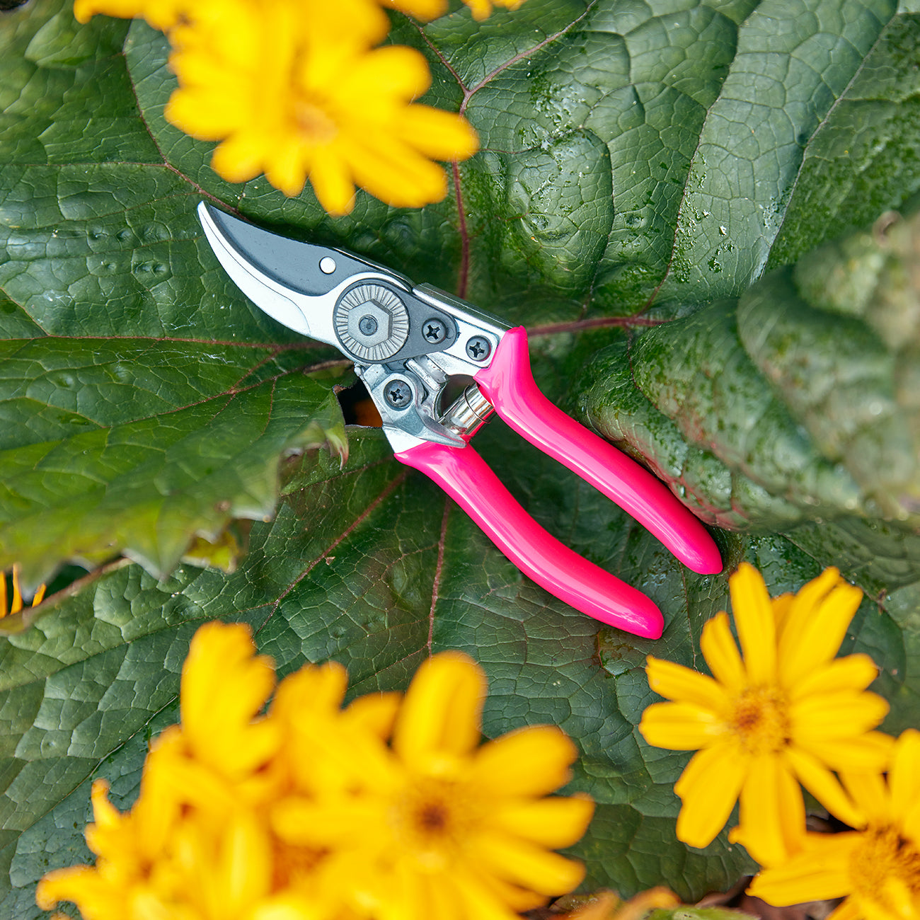 FloraBrite® Pink Pocket Pruner | Burgon & Ball – Burgon And Ball